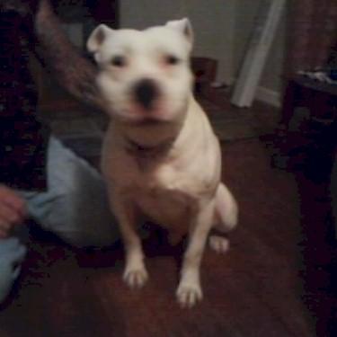 Outlaw Kennels Tiny Pit Bull.jpg